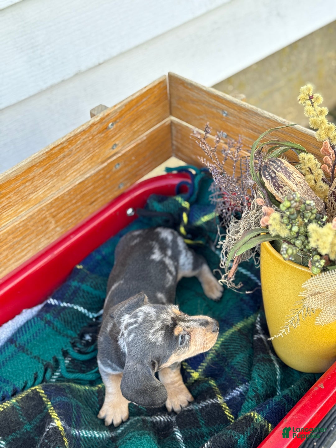 Miniature Dachshund dogs for sale: Coco - Ad 4