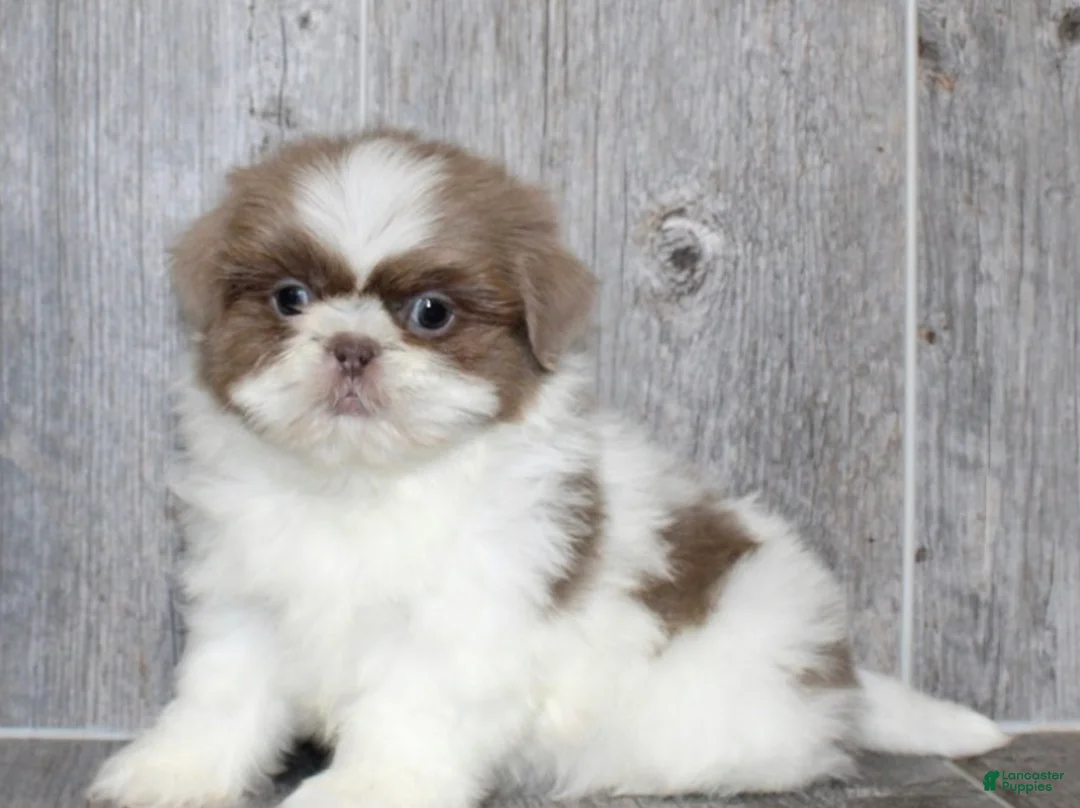 Shih Tzu dogs for sale: Jaylen - Ad 2