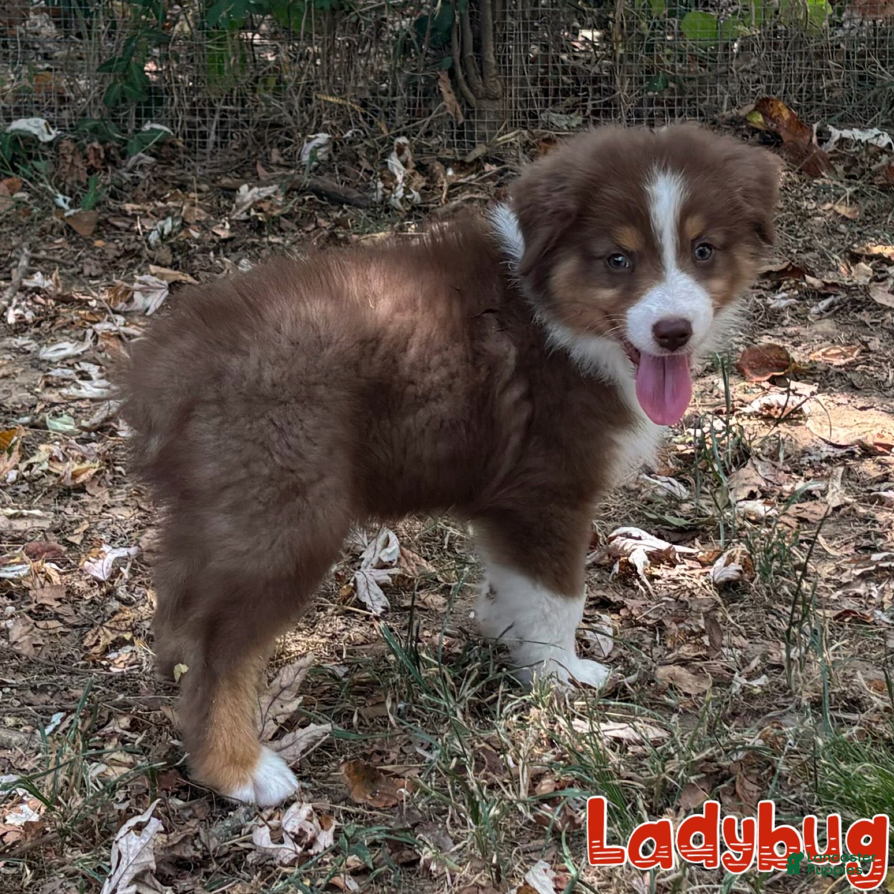 Australian Shepherd dogs Ladybug - Ad 23