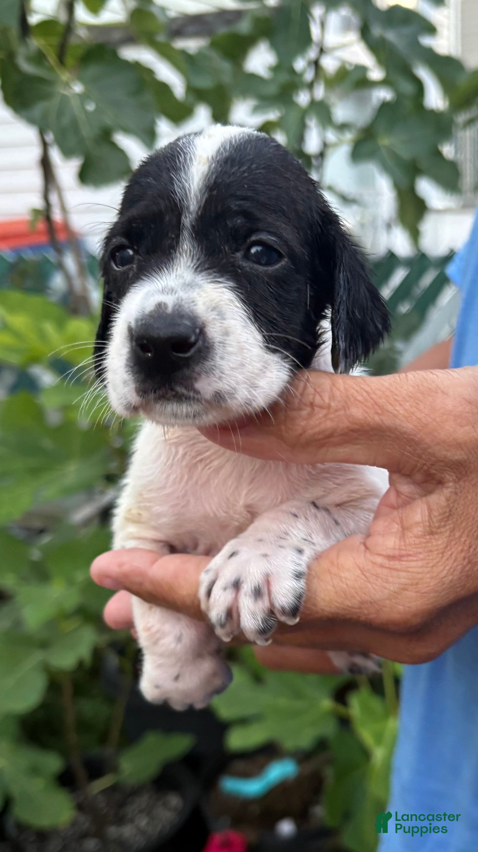 German Shorthaired Pointer dogs German Shorthaired Pointer Female 1 - Ad 1