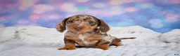Miniature Dachshund dogs for sale: Bowser - Ad 6