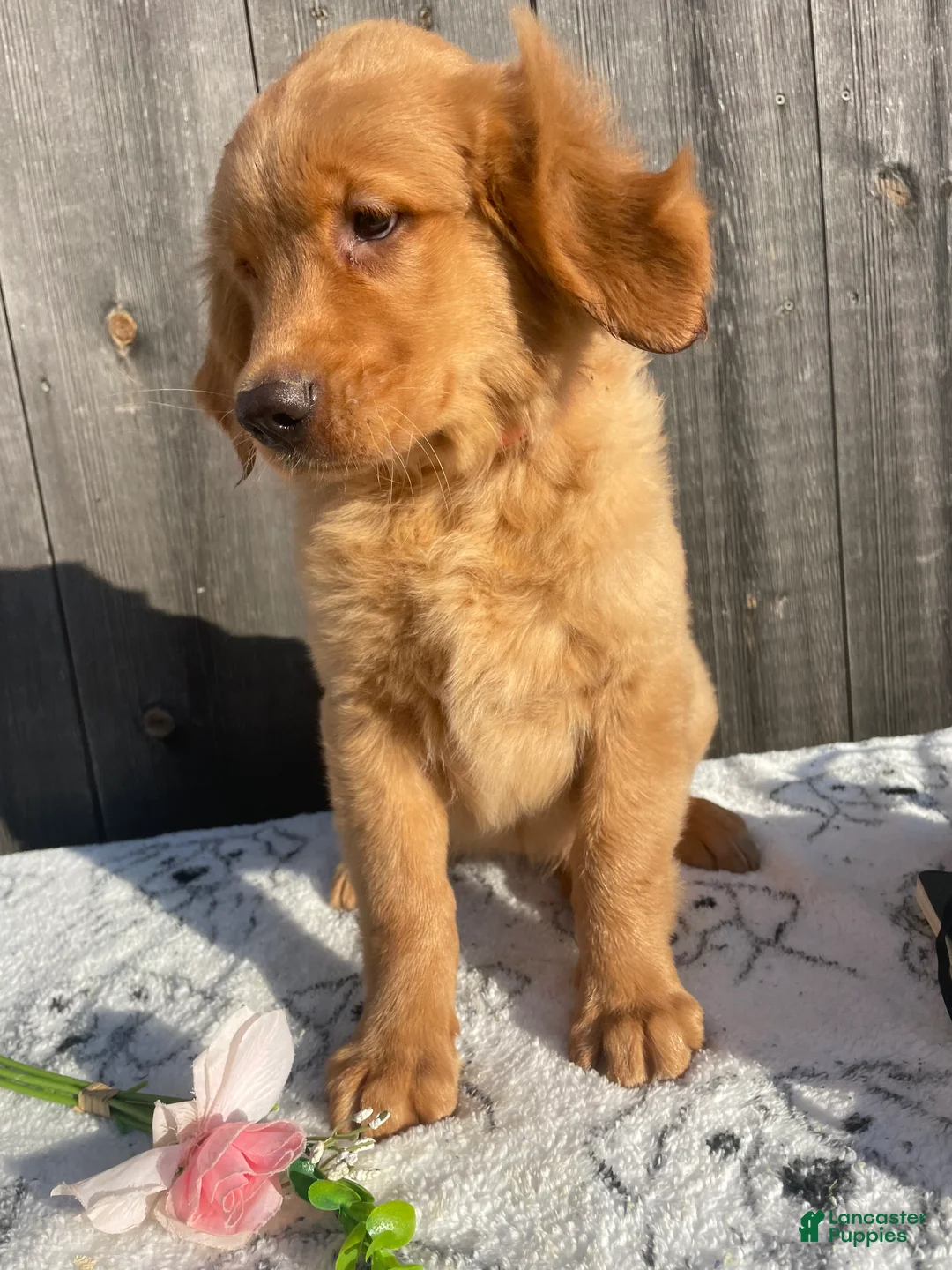 Golden Retriever dogs for sale: Dawn - Ad 3
