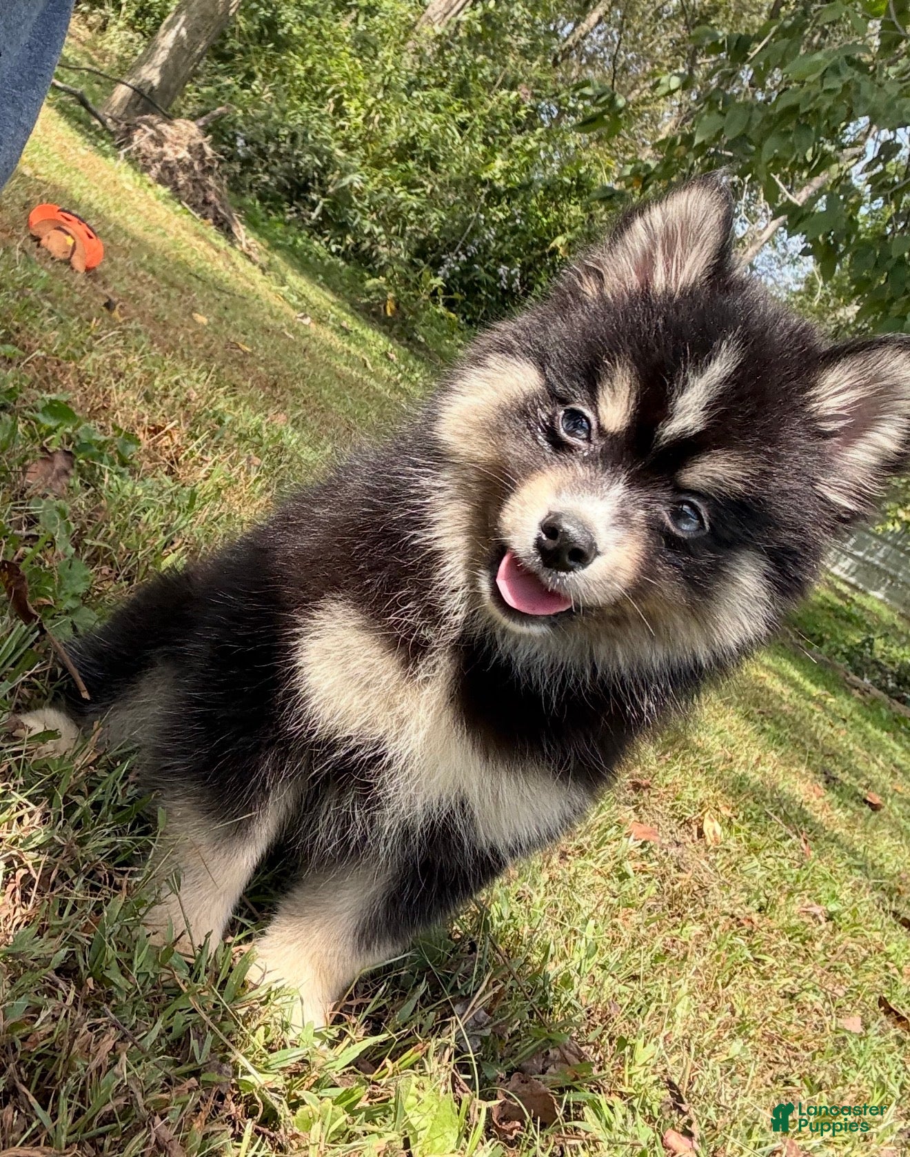 Pomsky dogs Thunder - Ad 1