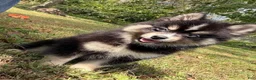 Pomsky dogs for sale: Thunder - Ad 1