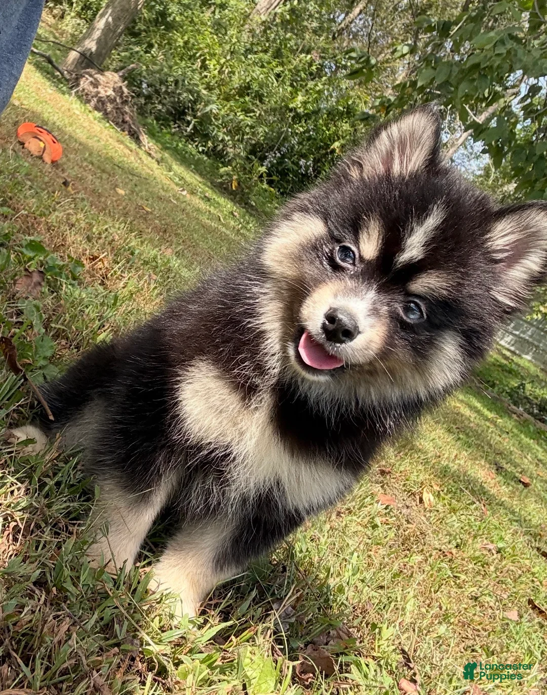 Pomsky dogs for sale: Thunder - Ad 1