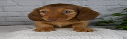 Miniature Dachshund dogs for sale: Durant - Ad 4