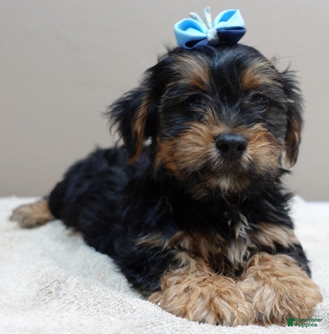 Yorkshire Terrier dogs Peyton dog door trained so smart - Ad 19