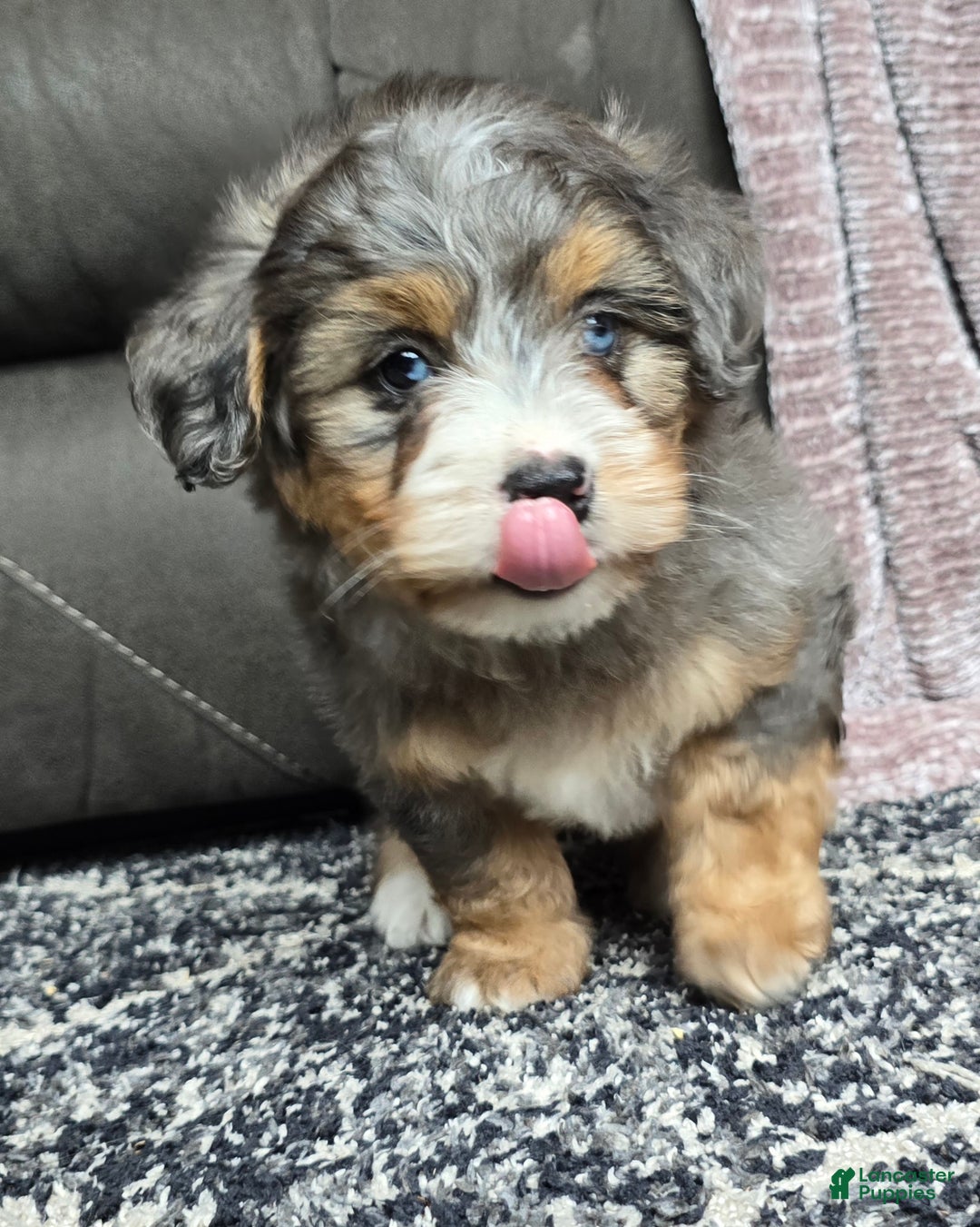Mini Bernedoodle dogs for sale: Mini Watts - Ad 13