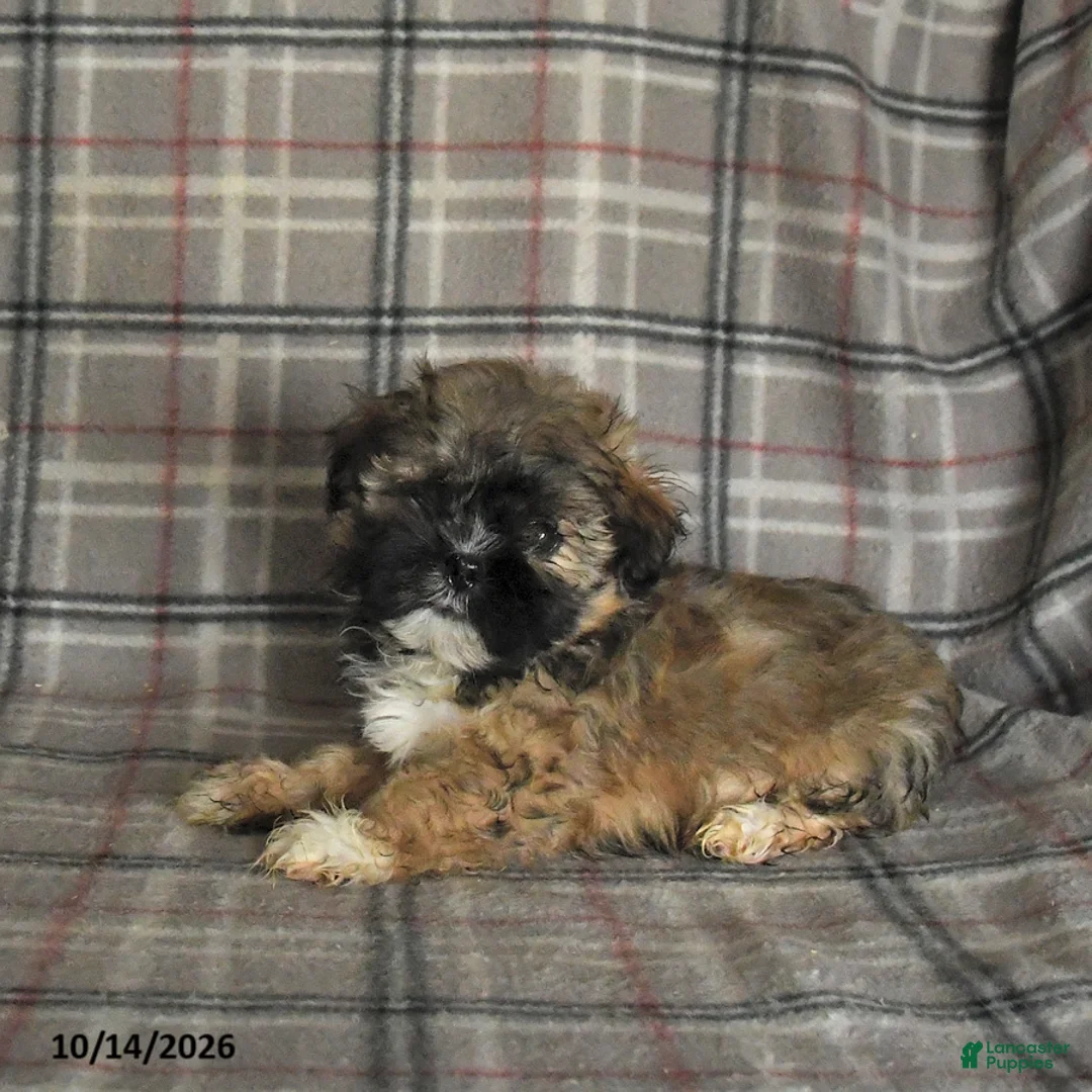 Shih Tzu dogs for sale: Tucker - Ad 1
