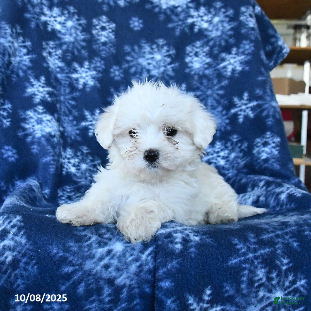 Maltese dogs for sale: Trixie - Ad 2