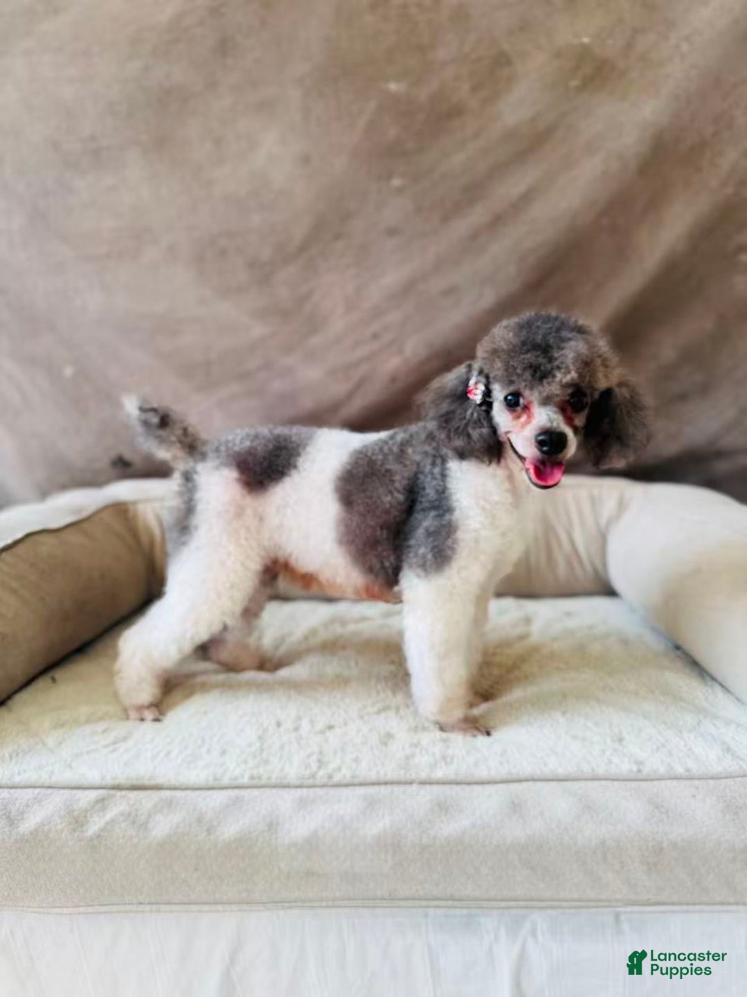 Toy Poodle dogs for sale: Toy Poodle Puppy 1 - Ad 4