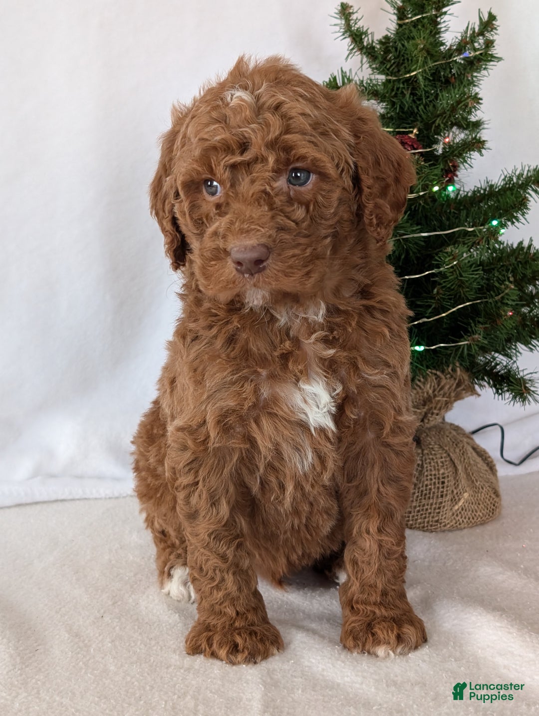 Goldendoodle dogs for sale: Porter  - Ad 15
