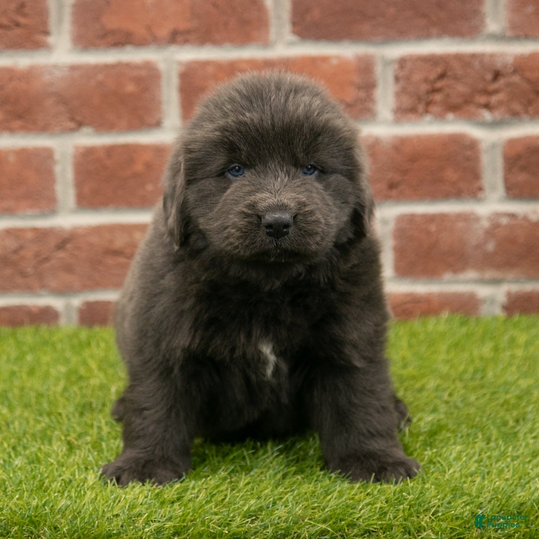 Newfoundland dogs for sale: Harry - Ad 2