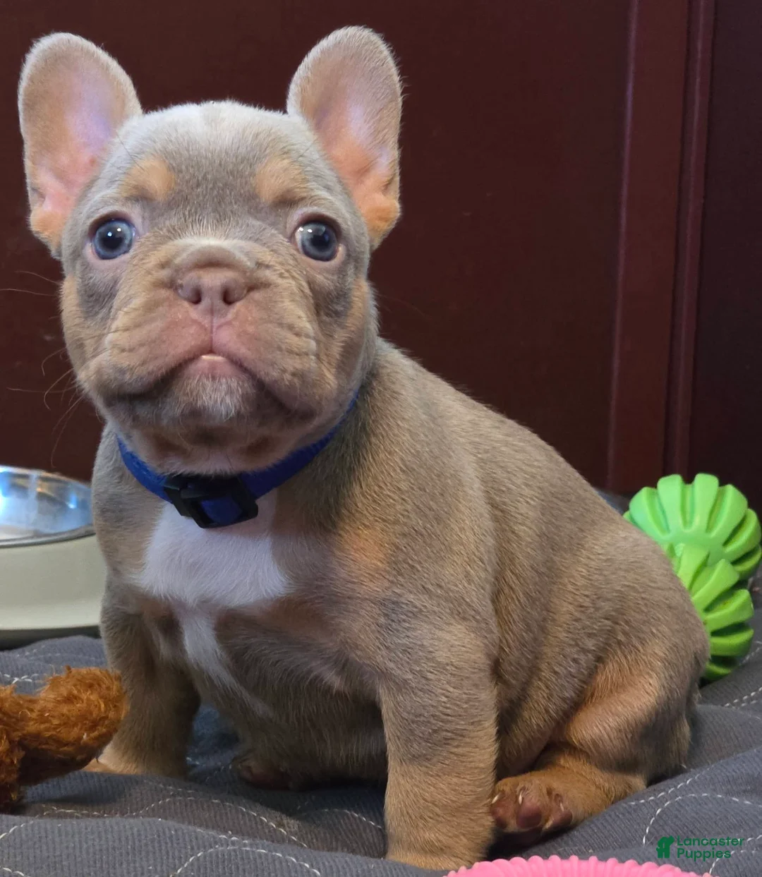 French Bulldog dogs for sale: AKC French Bulldog 💙 Blue Blaze  - Ad 6