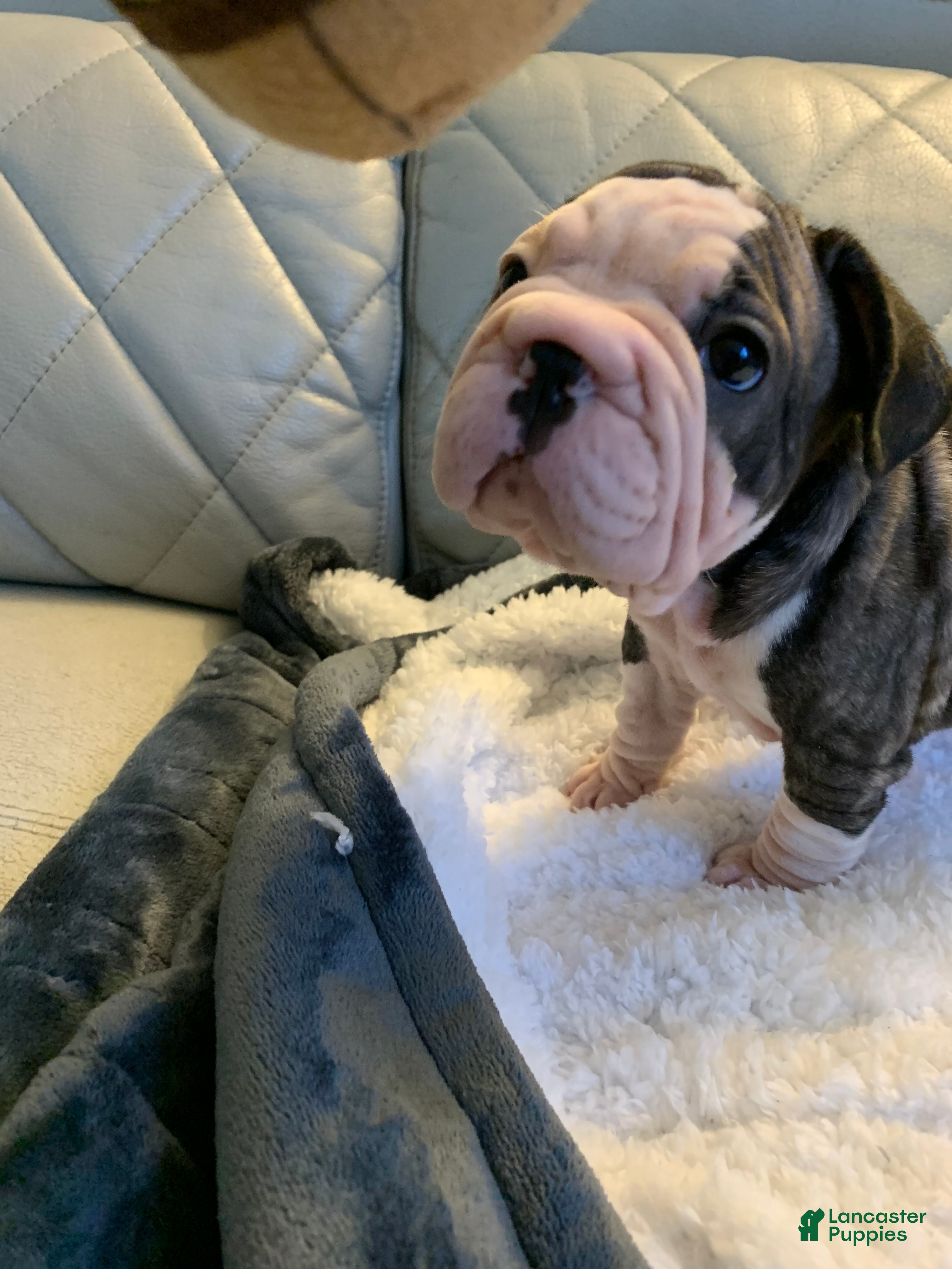 French Bulldog dogs French Bulldog 4 - Ad 3