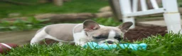 French Bulldog dogs for sale: Ava Belle (Lilac Fawn & White) - Ad 5
