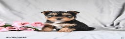 Morkie dogs for sale: Cookie - Ad 2