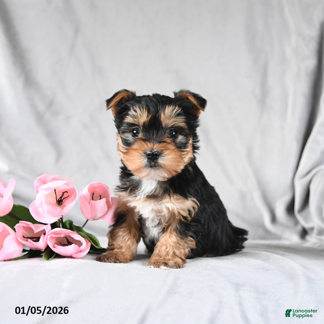 Morkie dogs for sale: Cookie - Ad 2