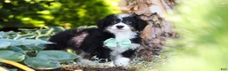 Mini Bernedoodle dogs for sale: Archie - Ad 5