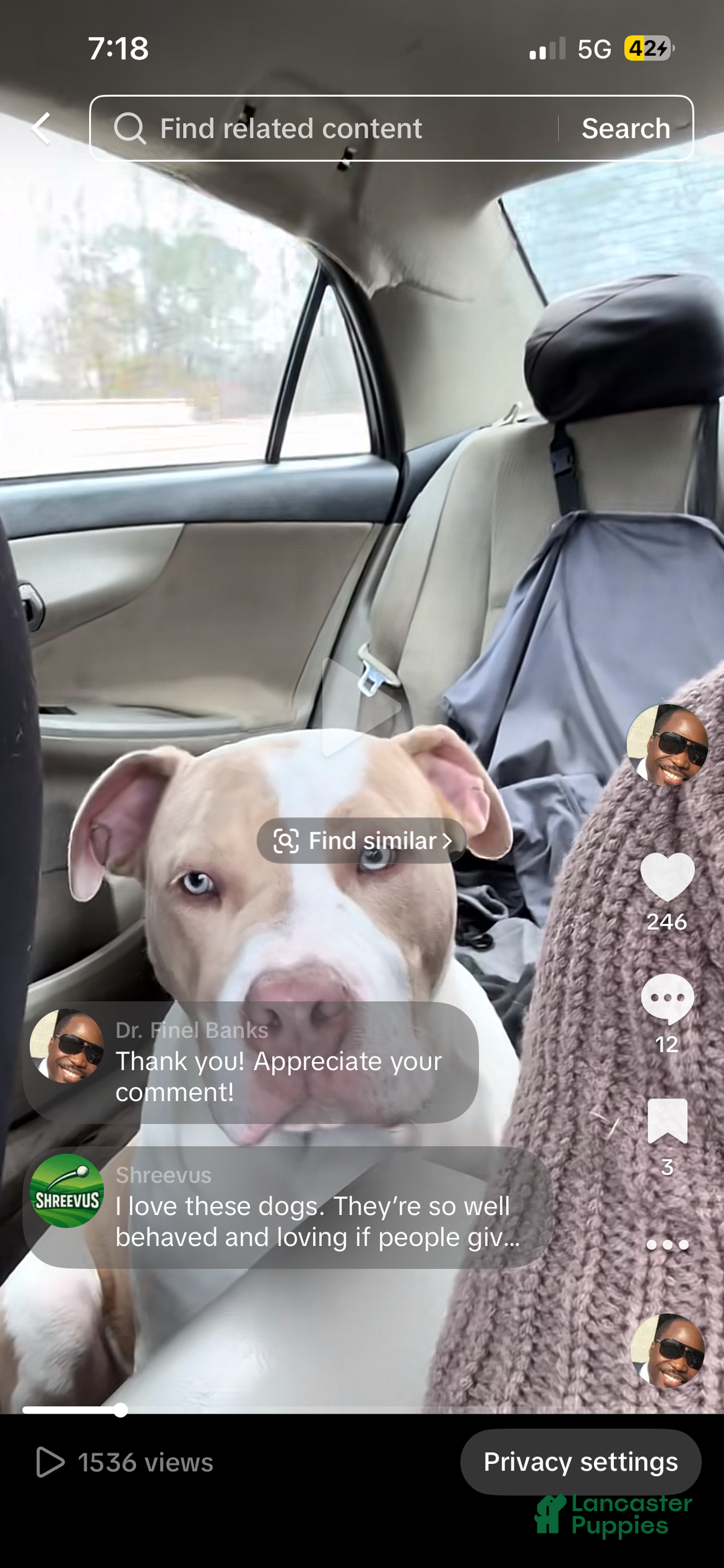 American Bully dogs for sale: Benny - Ad 8