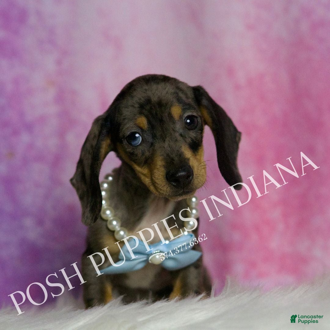 Miniature Dachshund dogs for sale: Charles - Ad 5