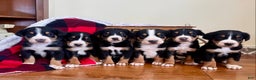 Greater Swiss Mountain Dog dogs for sale: Vera🐾❤️AKC Hip Cert🐾❤️Call 717-859-8731 - Ad 3