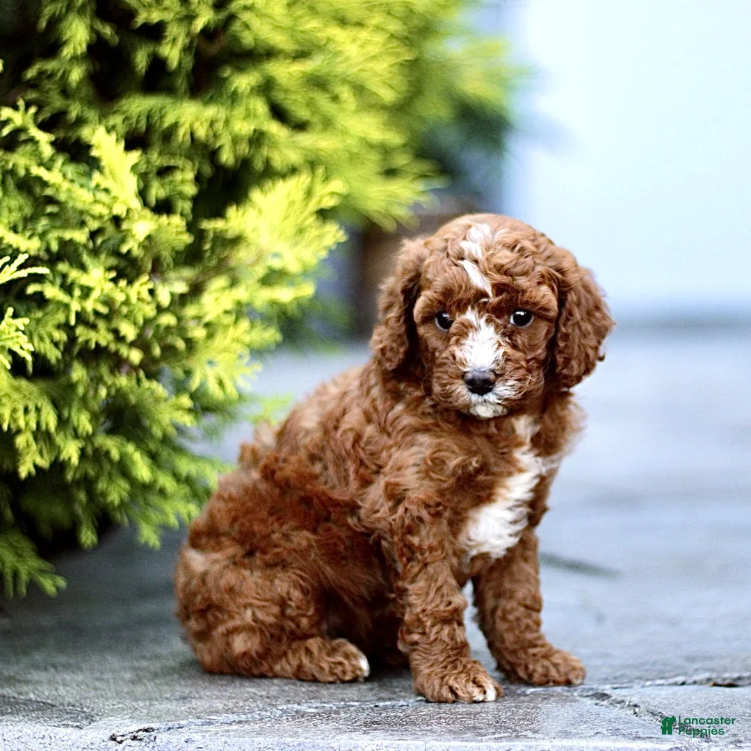 Mini Goldendoodle dogs for sale: Kurly  - Ad 2