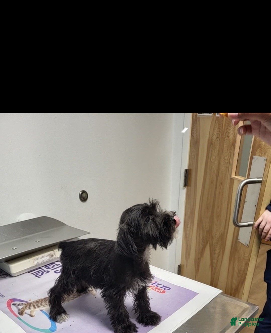Miniature Schnauzer dogs Daisy - Ad 1
