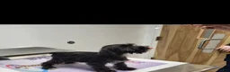 Miniature Schnauzer dogs for sale: Daisy - Ad 1