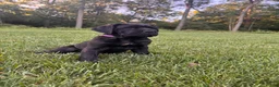 Cane Corso dogs for sale: Violet - Ad 6