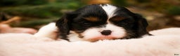 Cavalier King Charles Spaniel dogs for sale: Charlie - Ad 1