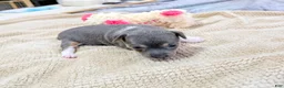Rat Terrier dogs for sale: Annabelle - Mini Rat  - Ad 7