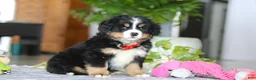 Bernese Mountain Dog dogs for sale: Koda - Ad 2