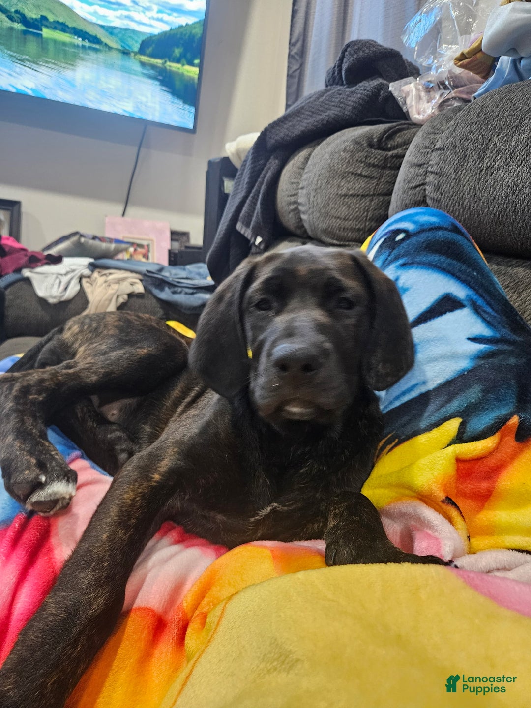 Mixed Breed dogs for sale: Mixed Breed Puppy 3 - Ad 6