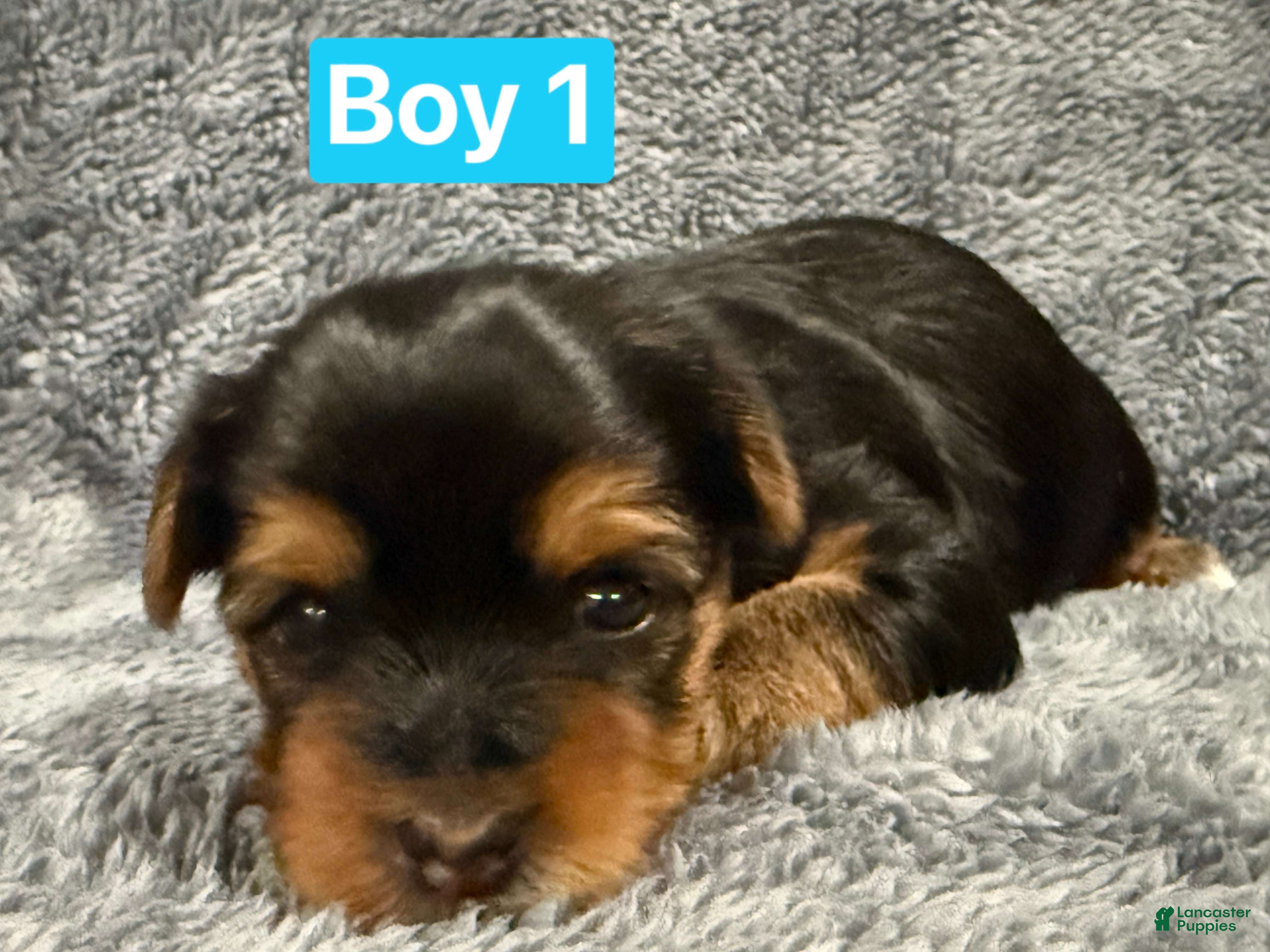Yorkshire Terrier dogs Orion - Ad 33