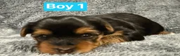 Yorkshire Terrier dogs for sale: Orion - Ad 1