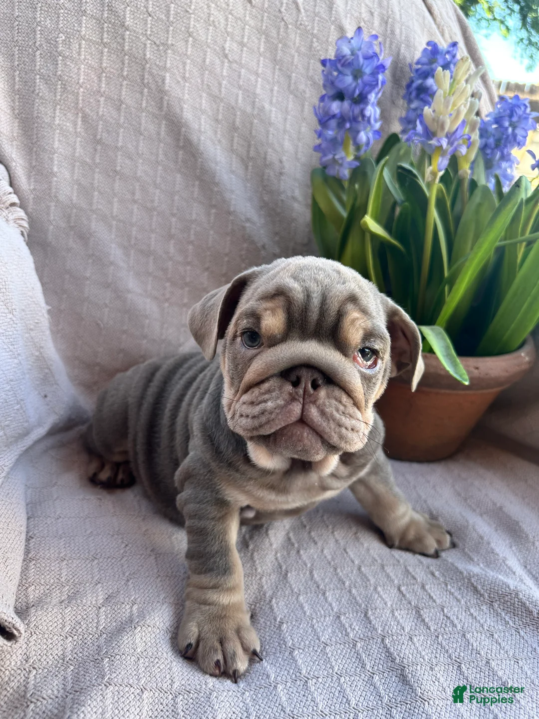 English Bulldog dogs for sale: English Bulldog 7 - Ad 2