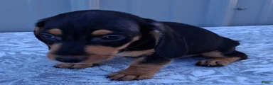 Axel