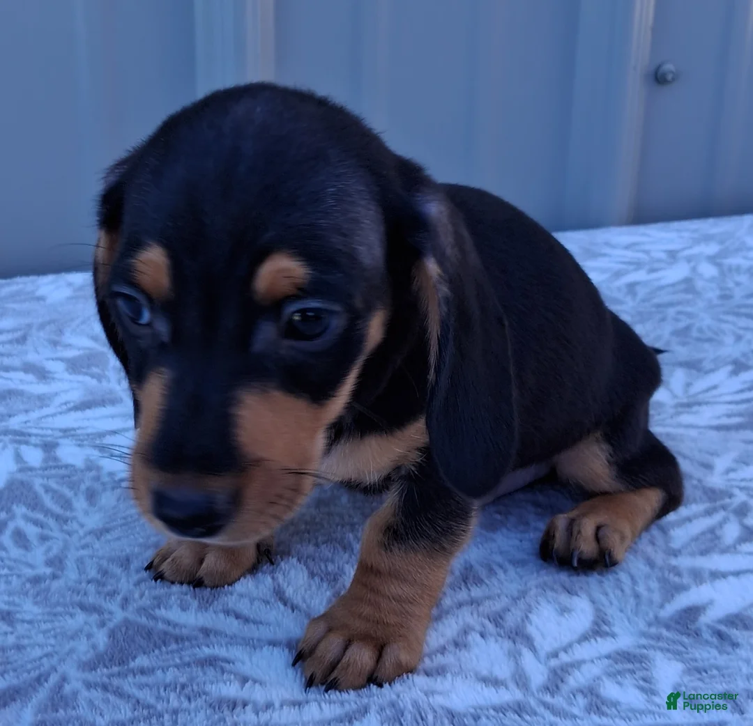 Miniature Dachshund dogs for sale: Axel - Ad 1