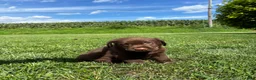 Labrador Retriever dogs for sale: Murphy  - Ad 4