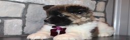 Akita dogs for sale: Lucy - Ad 4