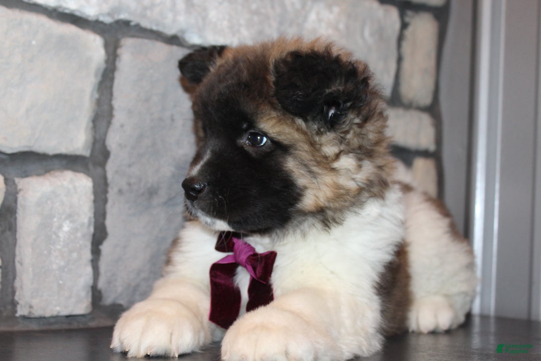 Akita dogs for sale: Lucy - Ad 4