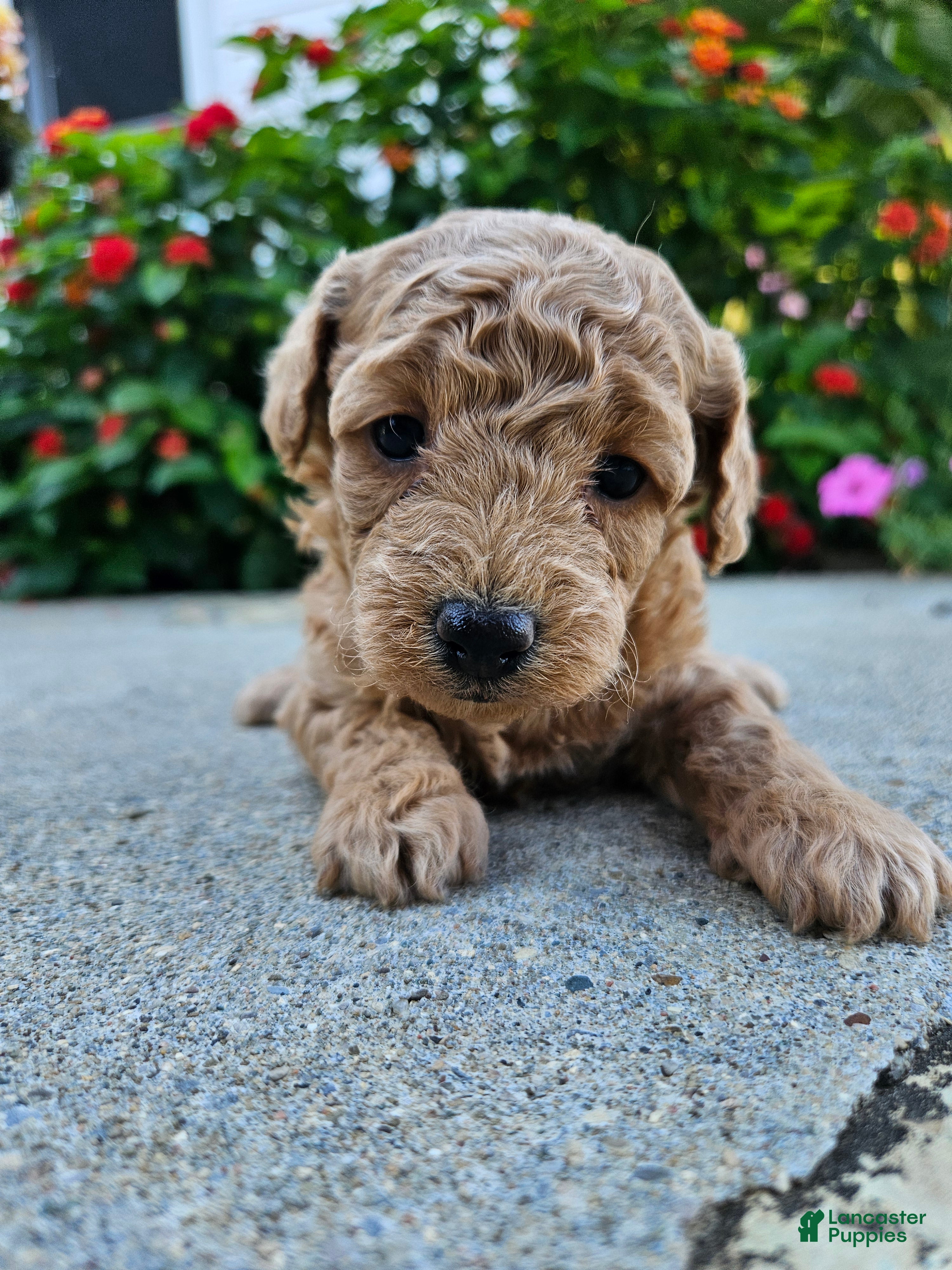 Bichpoo dogs Winnie - Ad 12