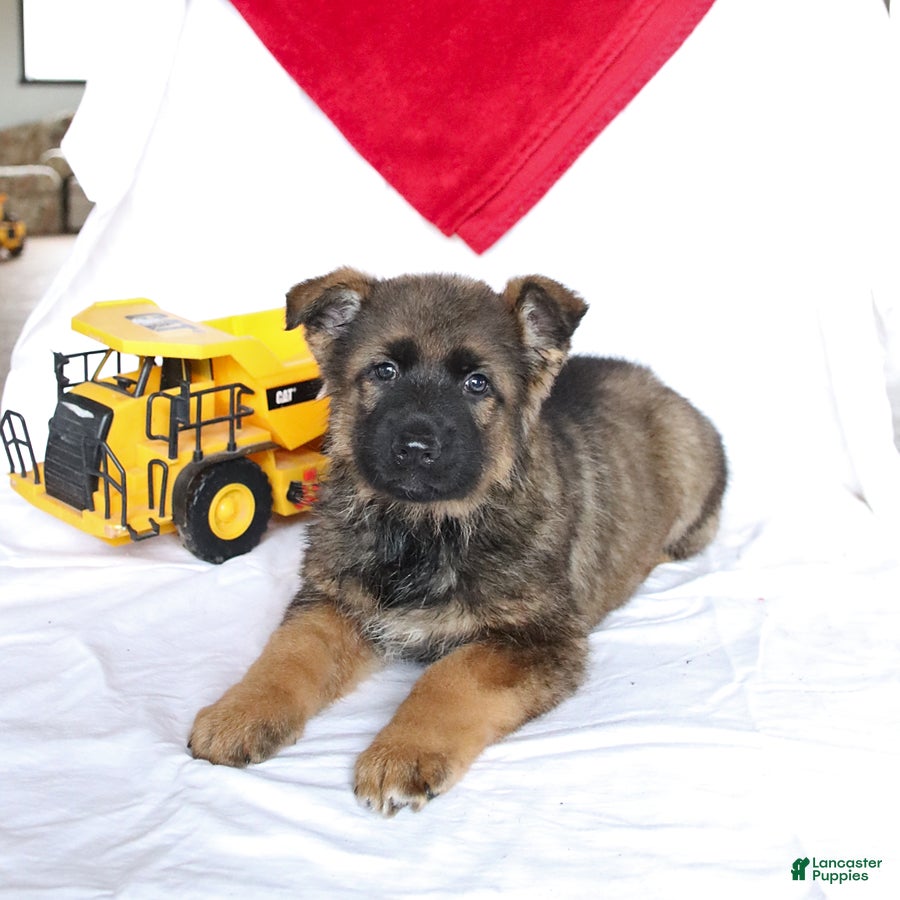 German Shepherd dogs for sale: Otto - Ad 1