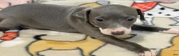 Italian Greyhound dogs for sale: Carmen AKC - Ad 3