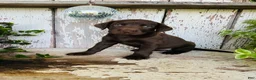 Labrador Retriever dogs for sale: Fiona  - Ad 8
