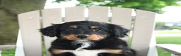 Mixed Breed dogs for sale: Ronald - Ad 4