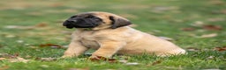English Mastiff dogs for sale: Rusty - Ad 5
