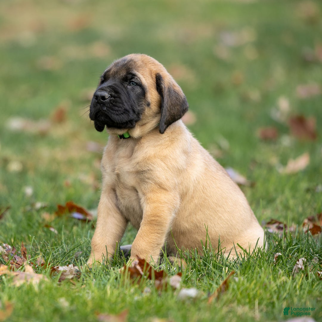 English Mastiff dogs for sale: Rusty - Ad 5