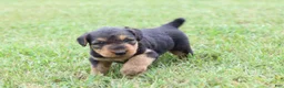 Airedale Terrier dogs for sale: AKC Taffy  - Ad 2